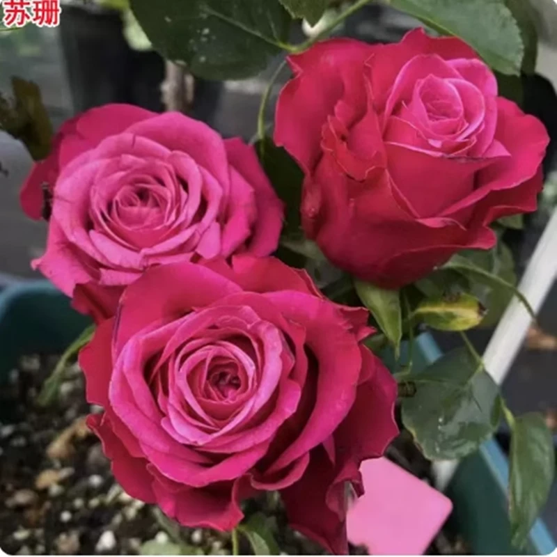 【3棵包邮】苏珊月季玫瑰花苗深紫复色切花月季阳台盆栽庭院四季开
