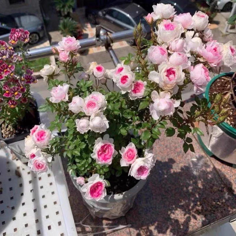 【3棵包邮】微型月季玛丽小苗超级微月新品多季节开花勤花多头