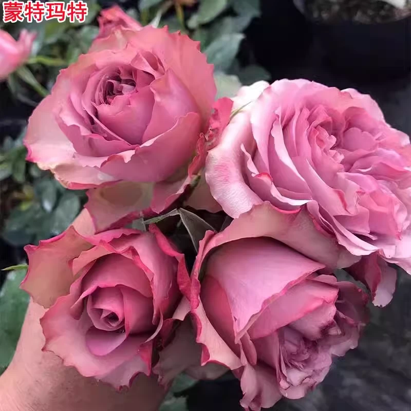 蒙特玛特 玫瑰月季花苗品种月季阳台庭院四季浓香抗病耐热花卉