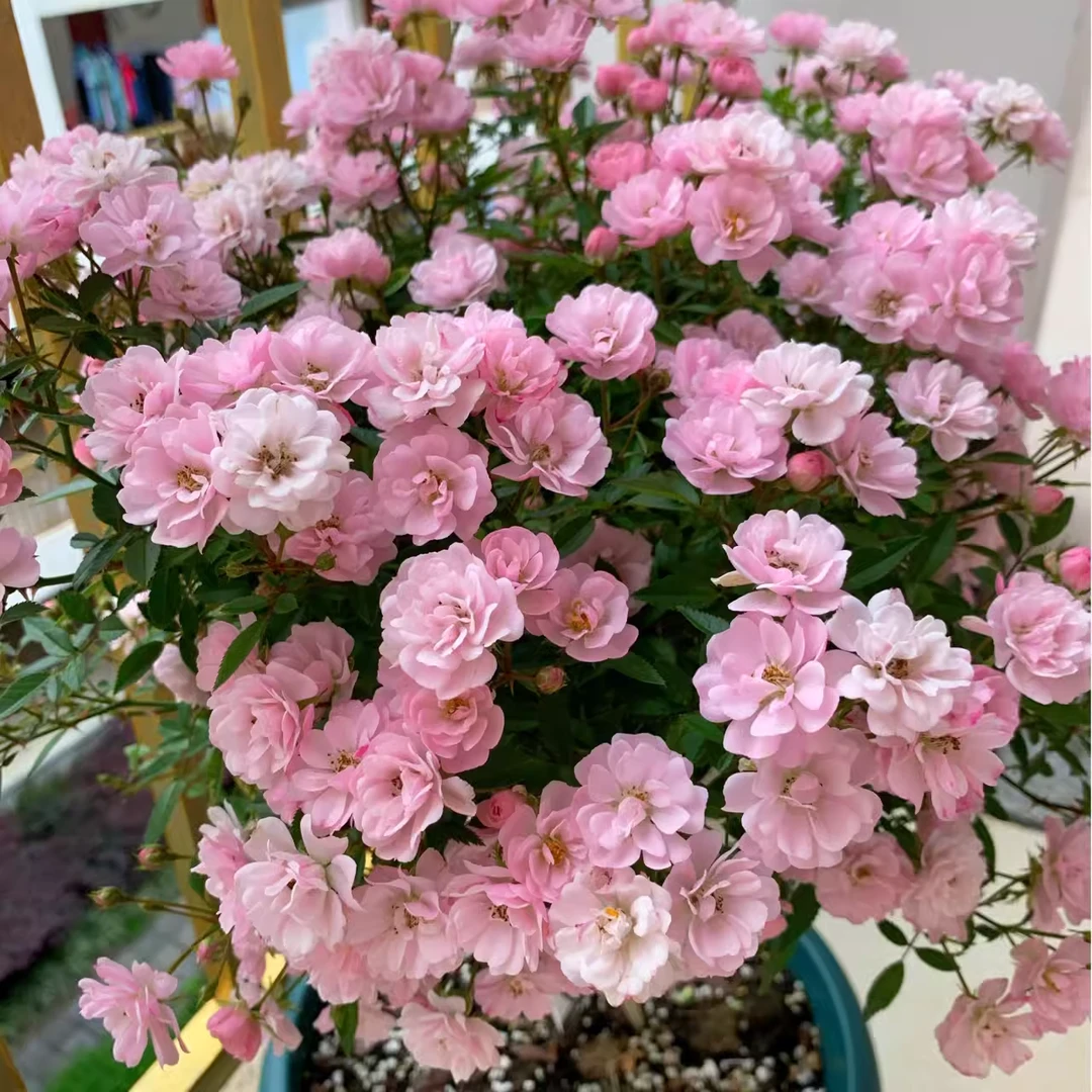 【3棵包邮】樱坂月季迷你多头姬月季四季开花阳台庭院花卉盆栽