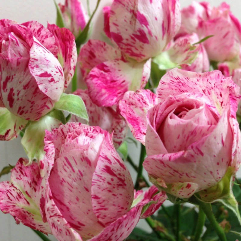 【3棵包邮】雪花肥牛月季玫瑰花苗花卉盆栽切花条纹花阳台庭院多季