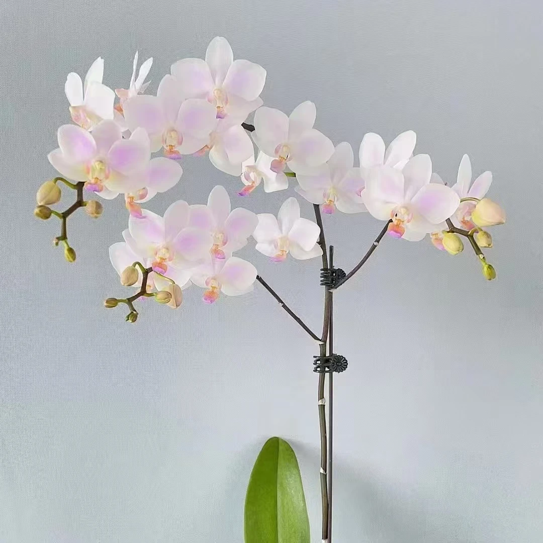 2.5寸 残雪-苗 蝴蝶兰 商品兰