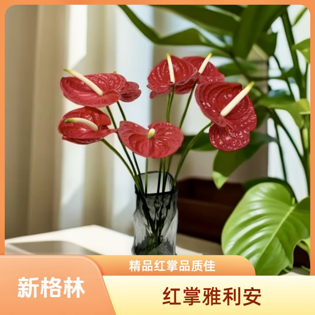 新格林红掌【红色】雅利安/火焰基地直发