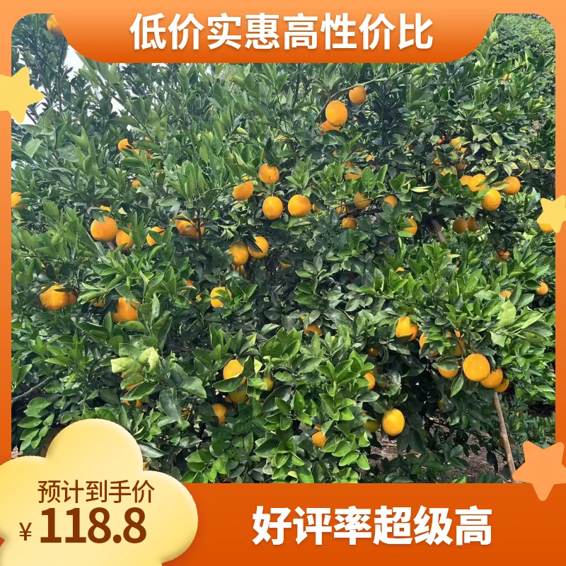 赣南脐橙宁都直发新鲜水果现摘现发精品果20斤