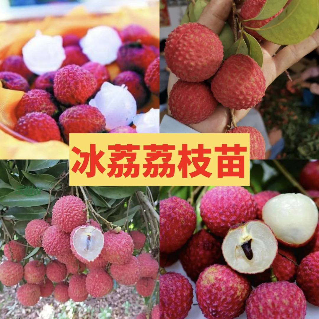 冰荔荔枝苗 高端新品种 晚熟品种 肉厚果核小 汁水充足 冰冰甜甜