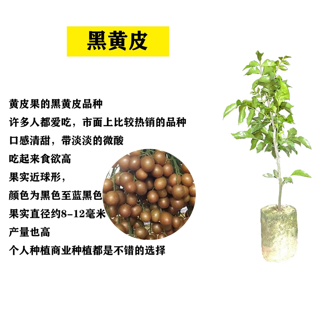 黄皮苗 黑黄皮 紫肉黄皮 大鸡心黄皮 冰糖黄皮