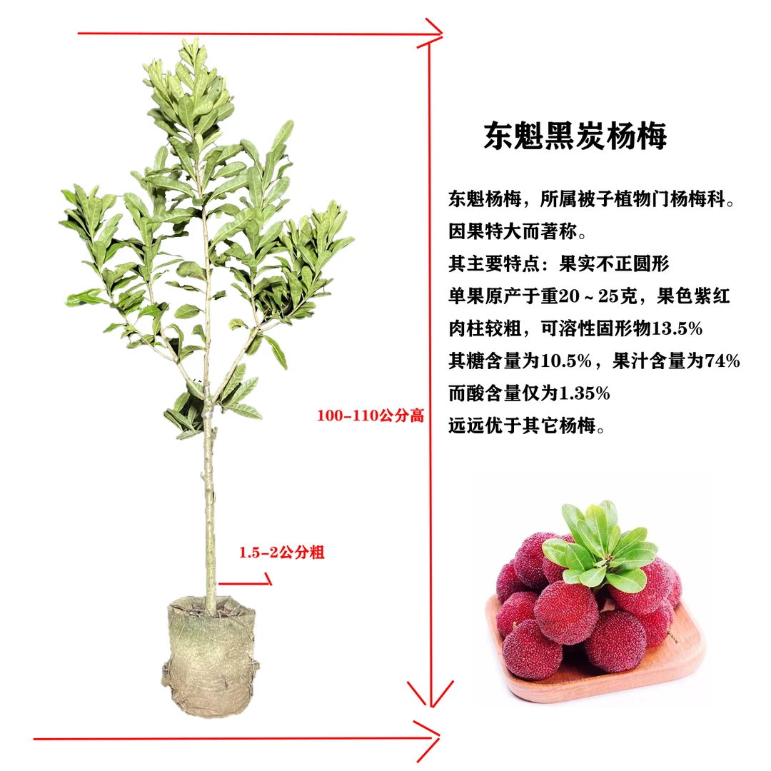 东魁黑炭杨梅树苗/黑炭杨梅苗果树果苗耐寒耐热品种南北方可种植