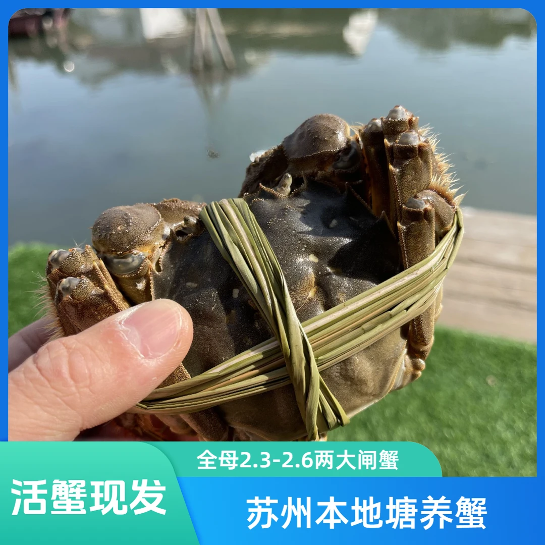 【活蟹】全母蟹2.3-2.6两大闸蟹10只/8只可选 鲜活螃蟹去绳吐水裸重