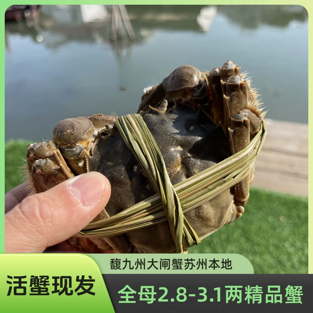 挑大膏【活蟹】全母蟹2.8-3.1两大闸蟹8-10只可选鲜活螃蟹