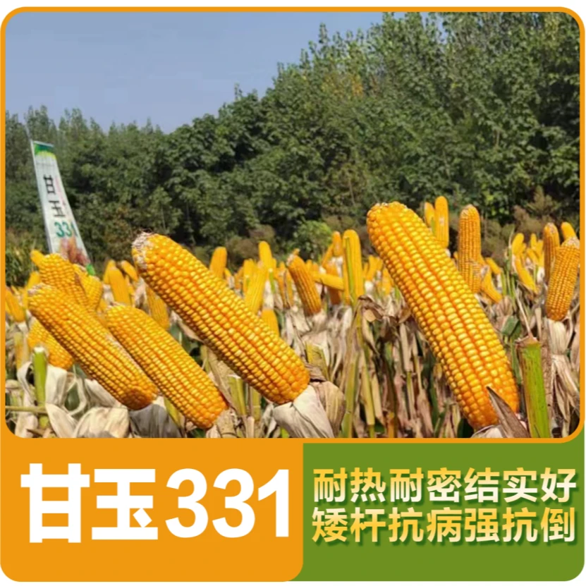 甘玉331玉米种子耐热耐密结实好矮秆抗病抗倒伏高产甘肃五谷种业1