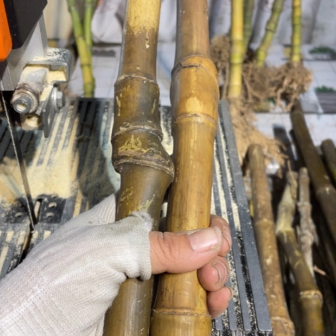 【闪购商品】晁*实心竹