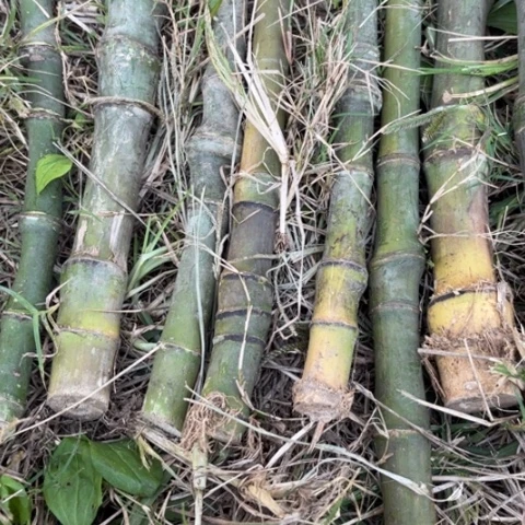 回****?实心竹竹竹竹竹