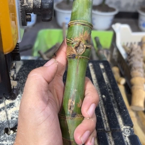 木***爷实心竹竹竹竹竹竹竹
