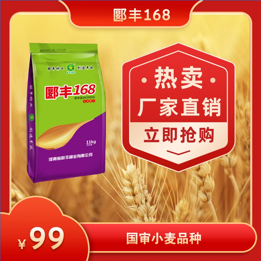 郾丰种业郾丰168国审小麦种高产抗冻抗倒高矮杆大穗种植新品种