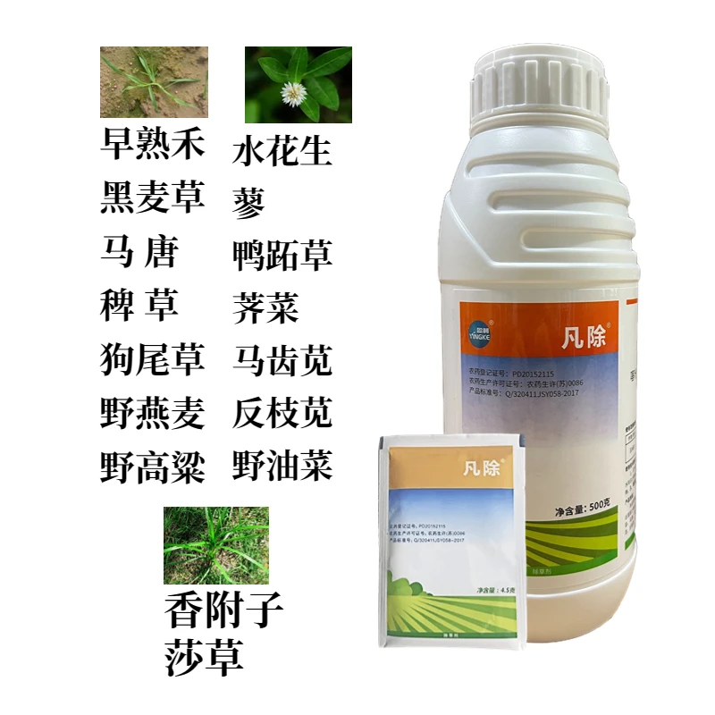 凡除凡除马尼拉百慕大台湾草坪防除黑麦草早熟禾水花生烂根除草剂