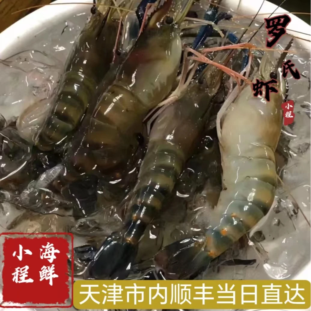 罗氏虾  淡水虾王