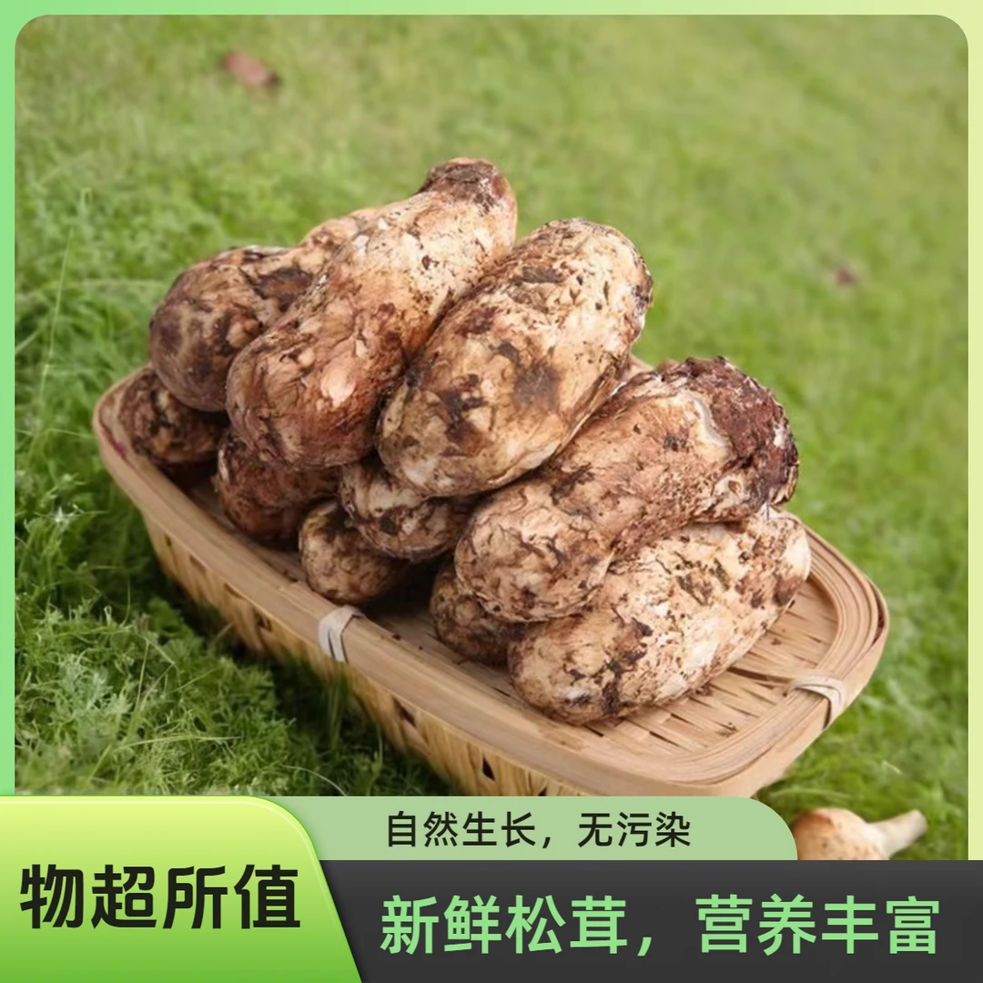 直播挑选】新鲜松茸当季现采产地直发500g顺丰空运