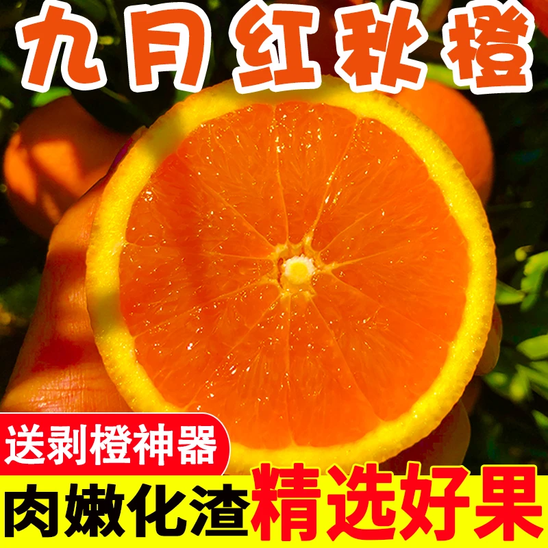 湖北宜昌秭归九月红果冻橙新鲜采摘果园直发 净重3/5/9斤