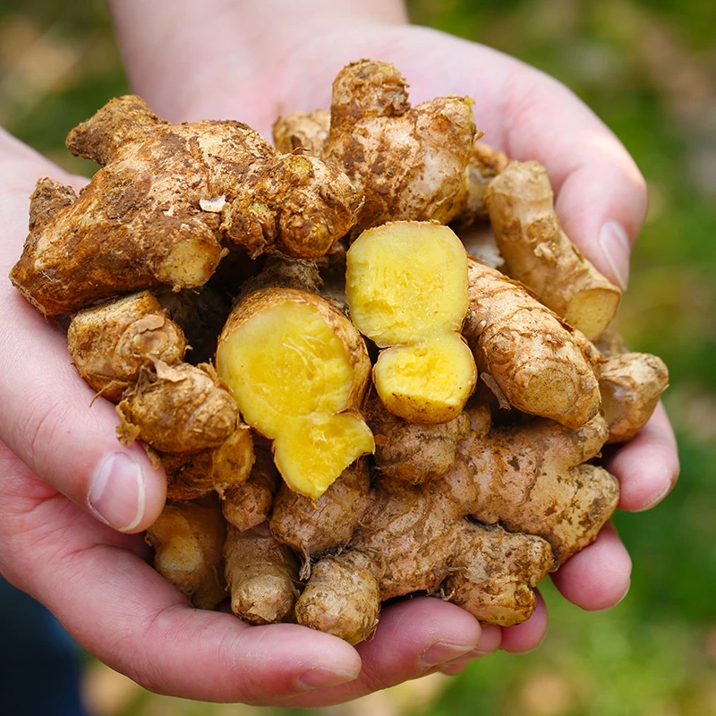 云南小黄姜 现挖现发 净重3/5斤