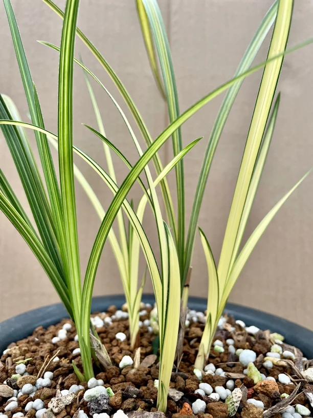 直播兰花素材-运费补差价