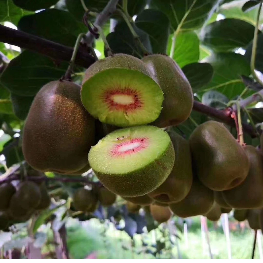 凤姐红心猕猴桃 小果保4.5斤 基地直达  福利果 50-70g 主播推荐