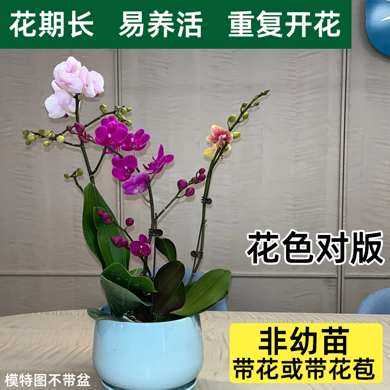 蝴蝶兰盆栽室内植物带花苞真兰花卉客厅巧克力洋兰