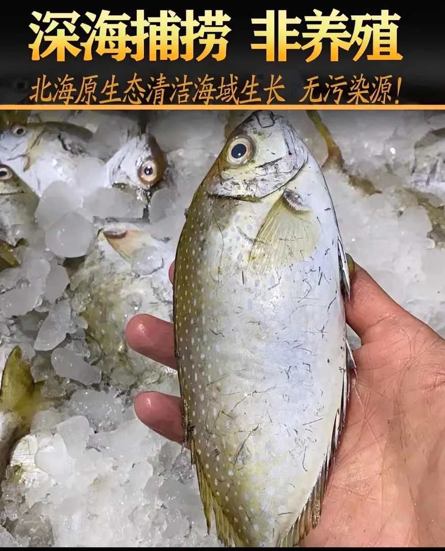 广东汕尾港口海鲜：柠檬鱼，苦提鱼，新鲜速冻发货 原生态捕捞