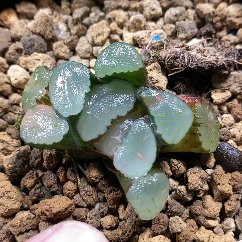 【闪购商品】41红宝石