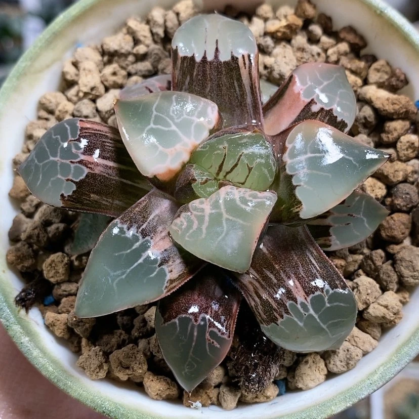 【闪购商品】108火凤凰克锦