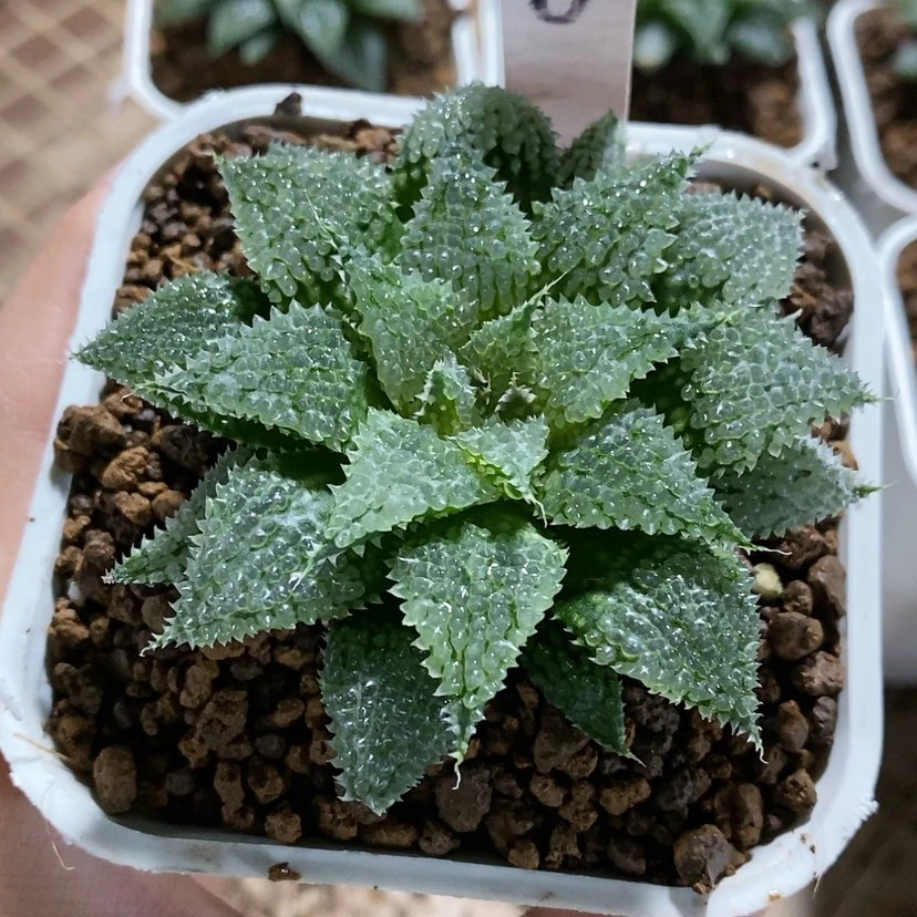 【闪购商品】简**光6莫瑞莎