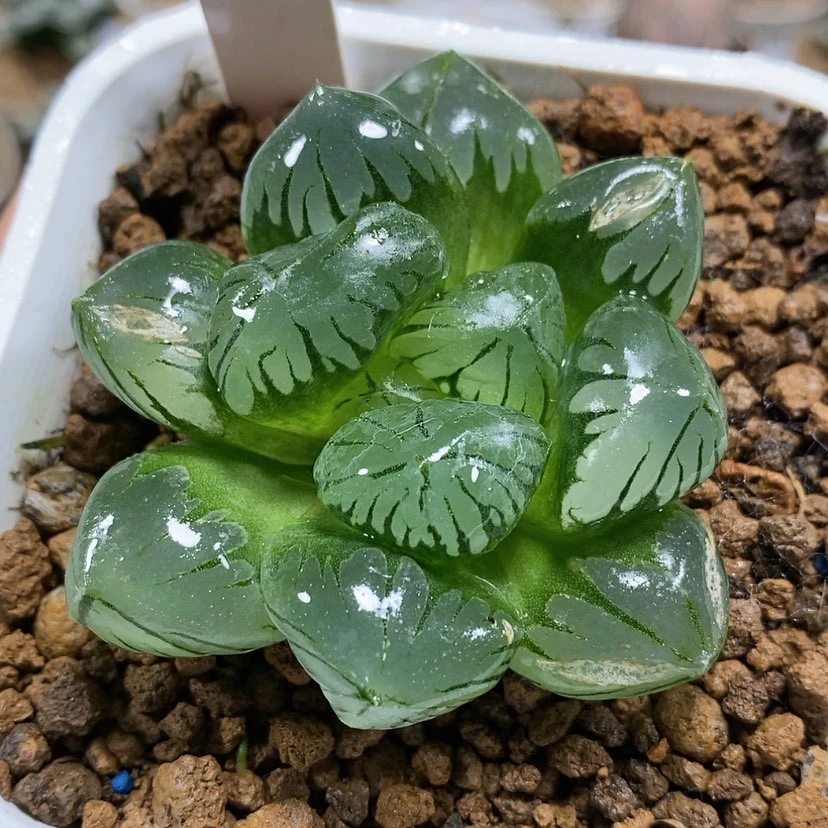 【闪购商品】47巨大水晶