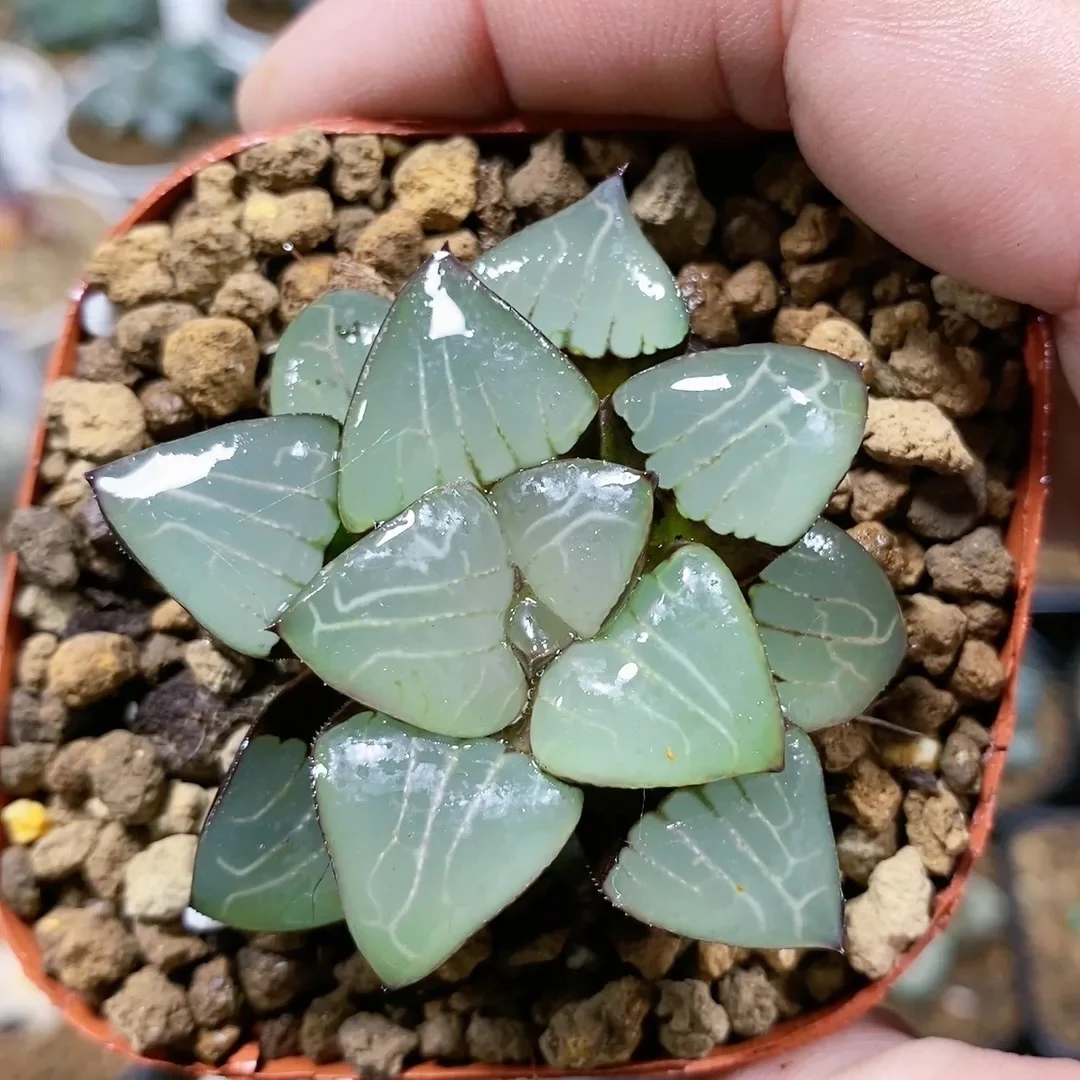 雅典娜克玉露多肉植物十二卷进口高端稀有绿植花卉肉肉小盆栽批发