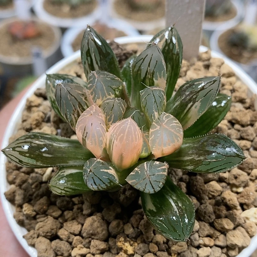 【闪购商品】114胭脂锦