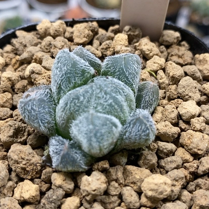 【闪购商品】156梦露