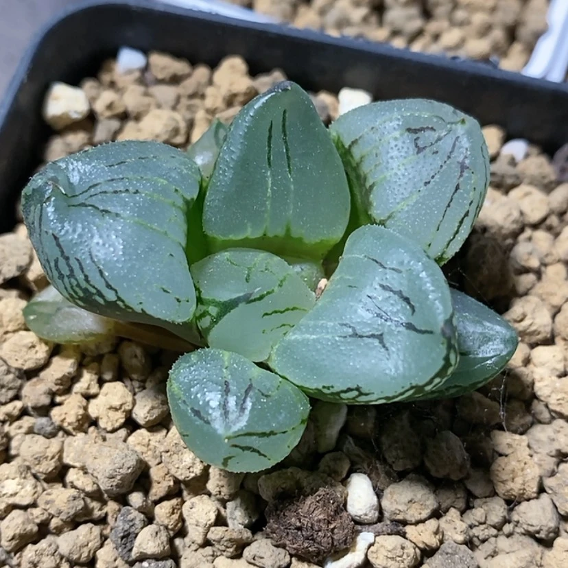 【闪购商品】羊**羊15美人