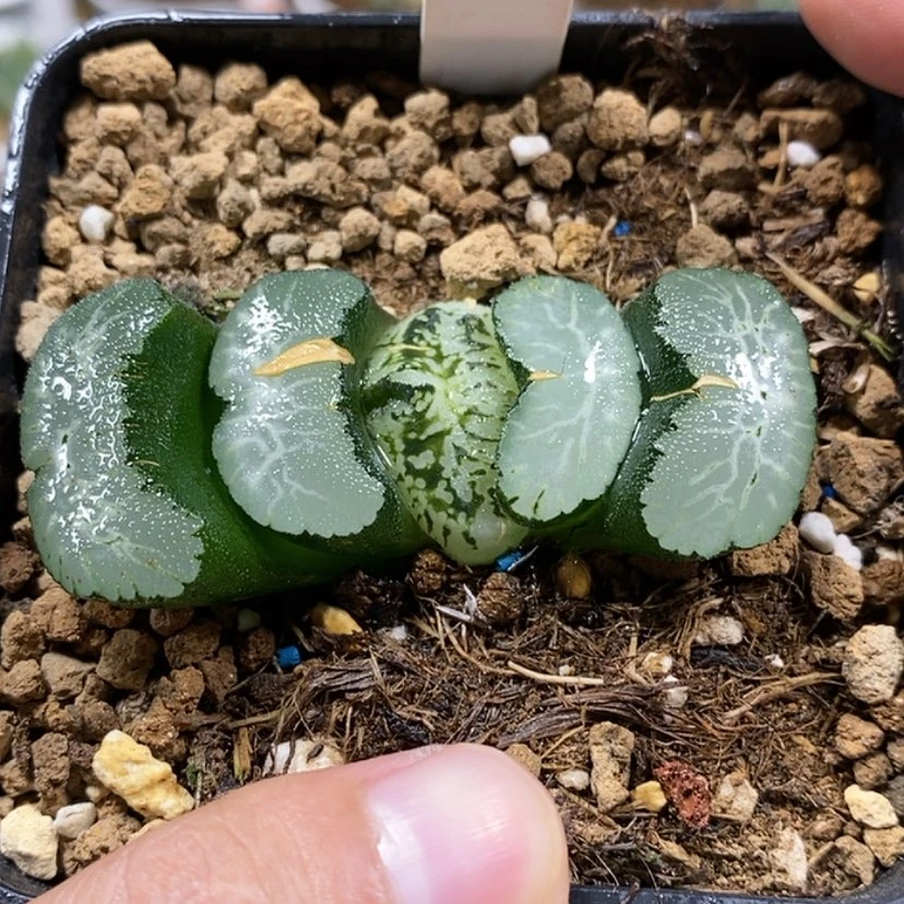【闪购商品】155实生