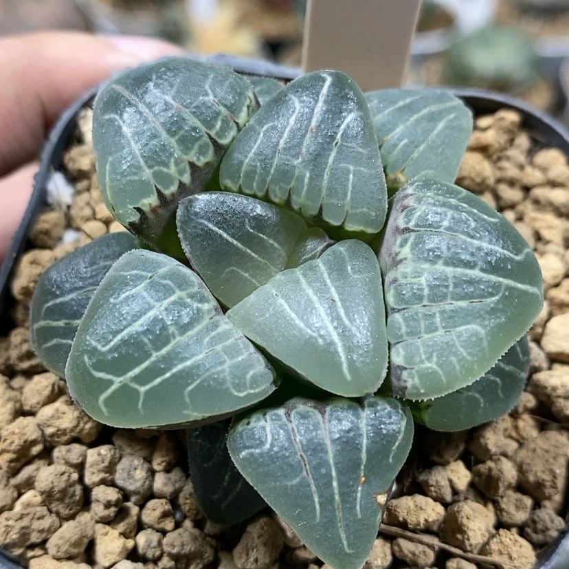 【闪购商品】165甜心