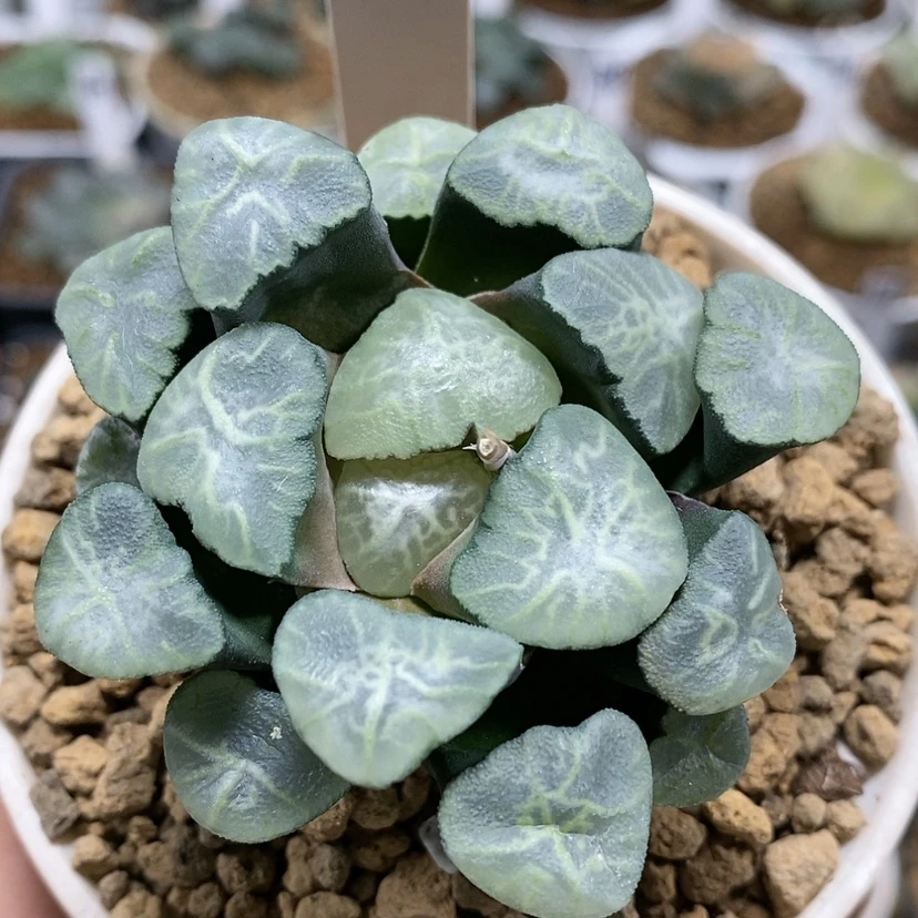 【闪购商品】108桃源乡