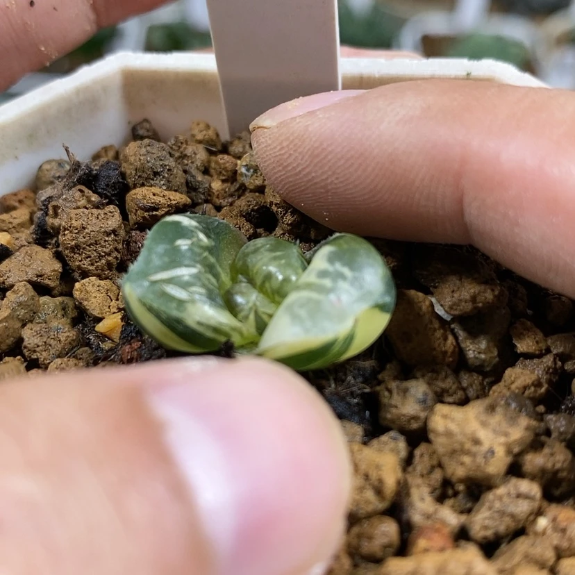 【闪购商品】122实生