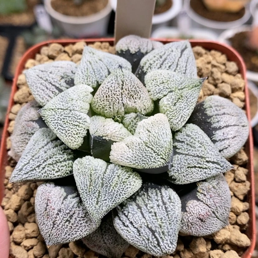 【闪购商品】21雪之礼母本
