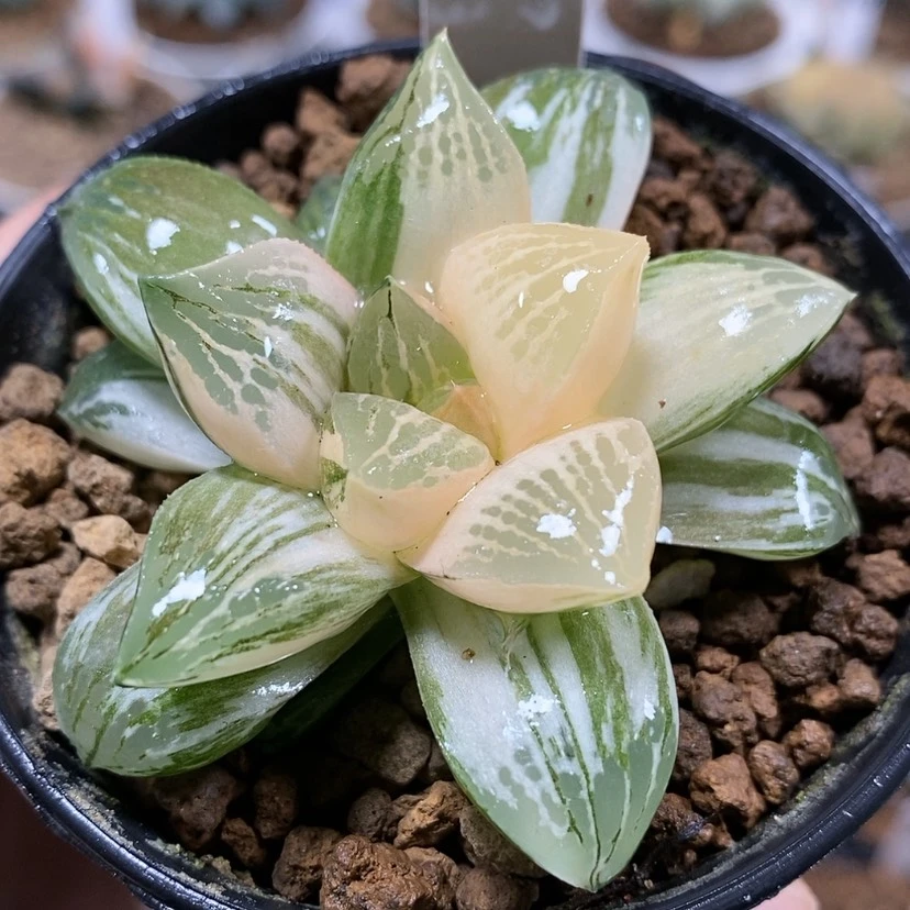 【闪购商品】26莫迪卡sp