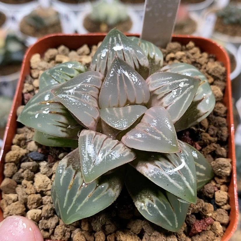 【闪购商品】23水晶银龟