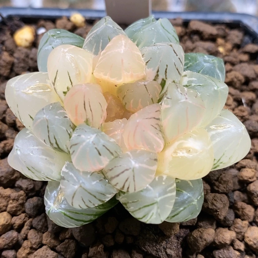 【闪购商品】66OM玉露锦