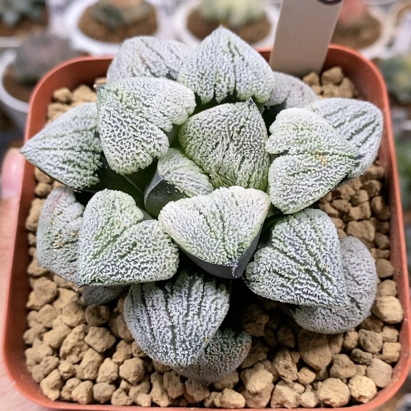 【闪购商品】205雪之礼