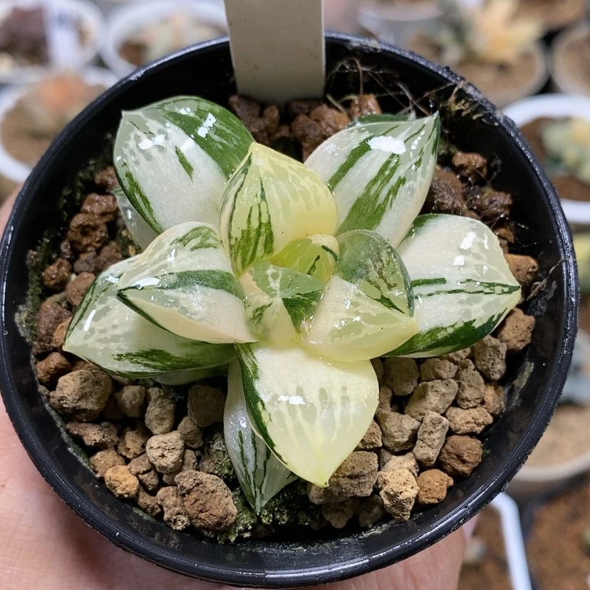 【闪购商品】34莫迪卡sp