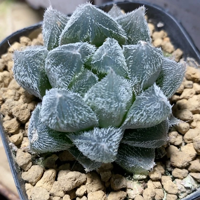 【闪购商品】羊**羊16白泽