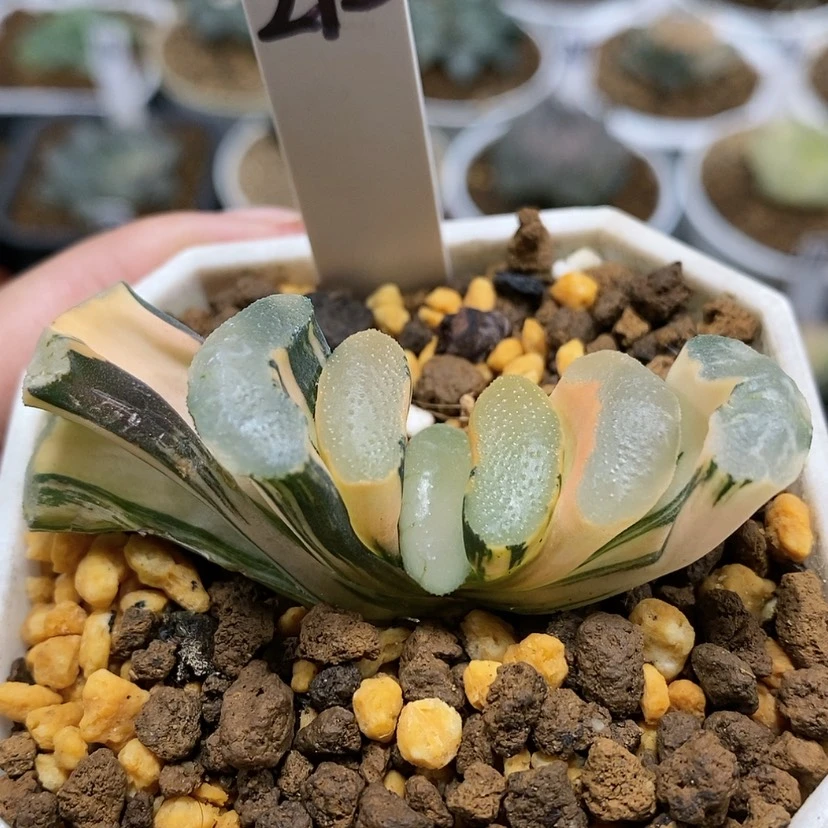 【闪购商品】212瑞龙玉扇锦