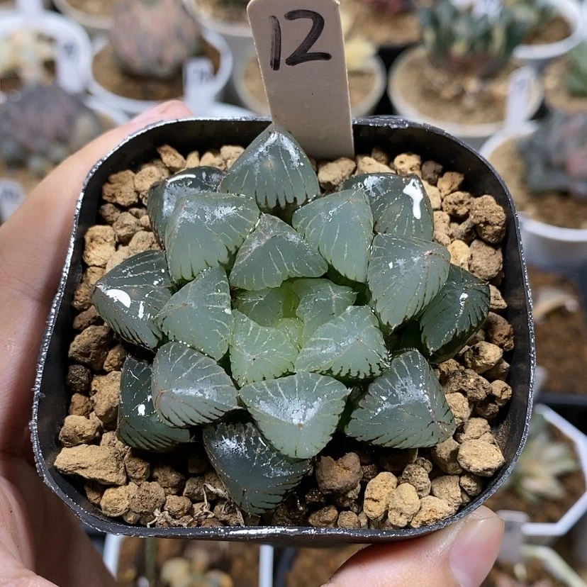 【闪购商品】12糯玉露