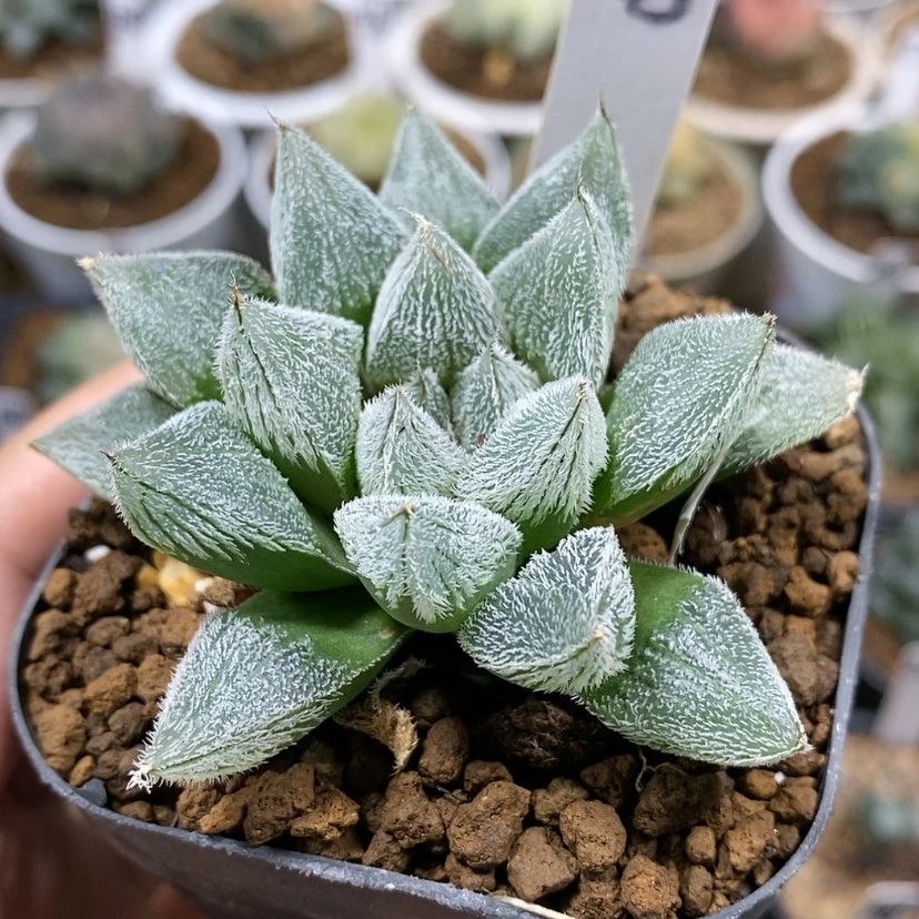 【闪购商品】28白狐狸