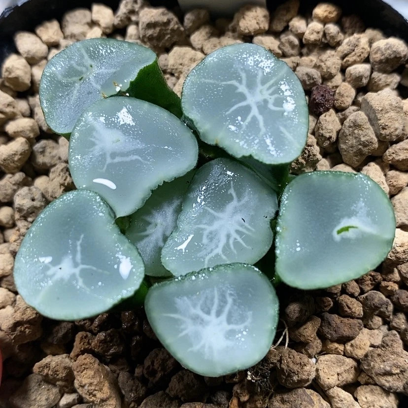 【闪购商品】93望乡